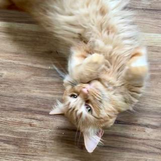 Mulligan, an adoptable Maine Coon, Norwegian Forest Cat in Bow, WA, 98232 | Photo Image 4