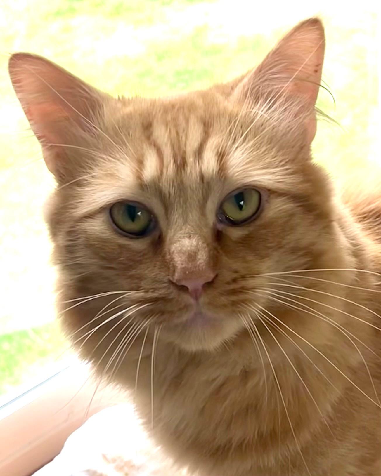 Mulligan, an adoptable Maine Coon, Norwegian Forest Cat in Bow, WA, 98232 | Photo Image 2