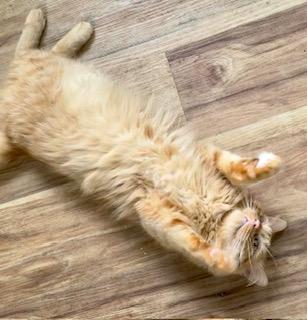 Mulligan, an adoptable Maine Coon, Norwegian Forest Cat in Bow, WA, 98232 | Photo Image 3