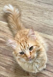 Mulligan, an adoptable Maine Coon, Norwegian Forest Cat in Bow, WA, 98232 | Photo Image 6