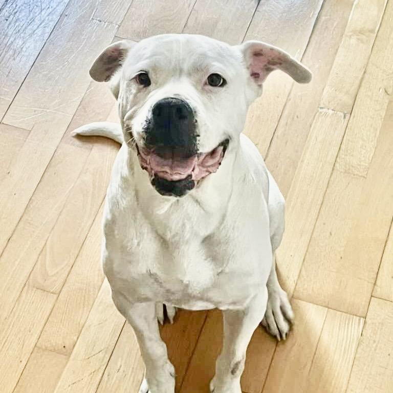 Enlarge Daley Mae, a Adoptable Mixed Breed in San Francisco, CA image 1/6