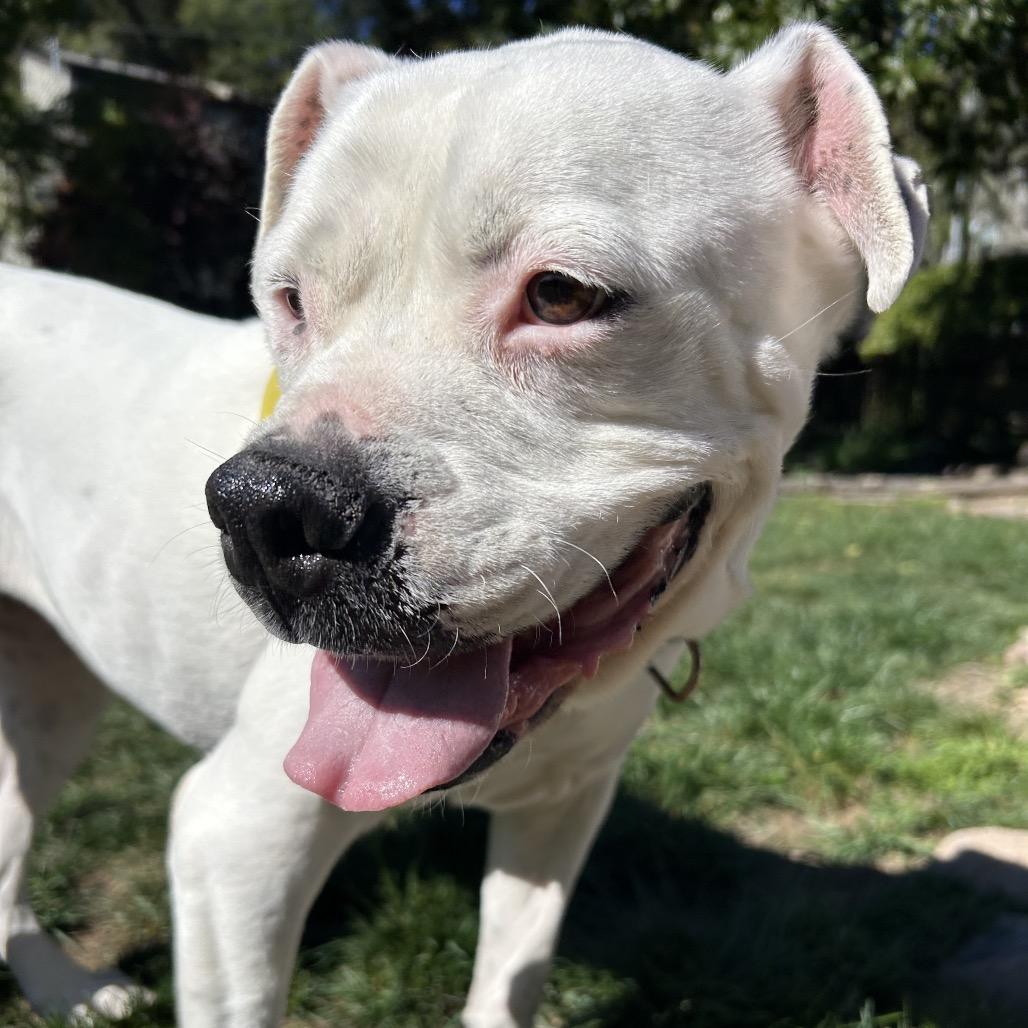 Enlarge Daley Mae, a Adoptable Mixed Breed in San Francisco, CA image 2/6