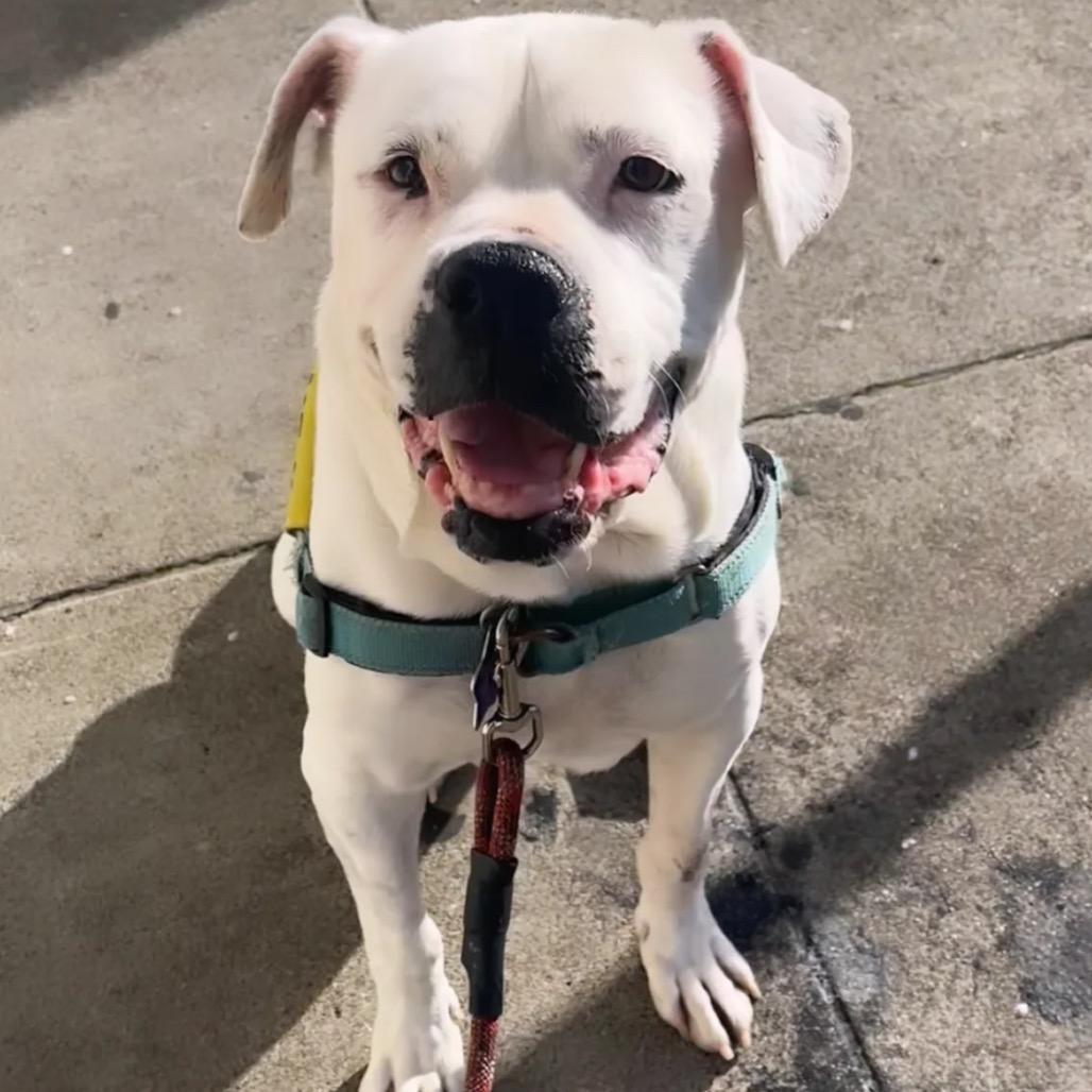 Enlarge Daley Mae, a Adoptable Mixed Breed in San Francisco, CA image 4/6