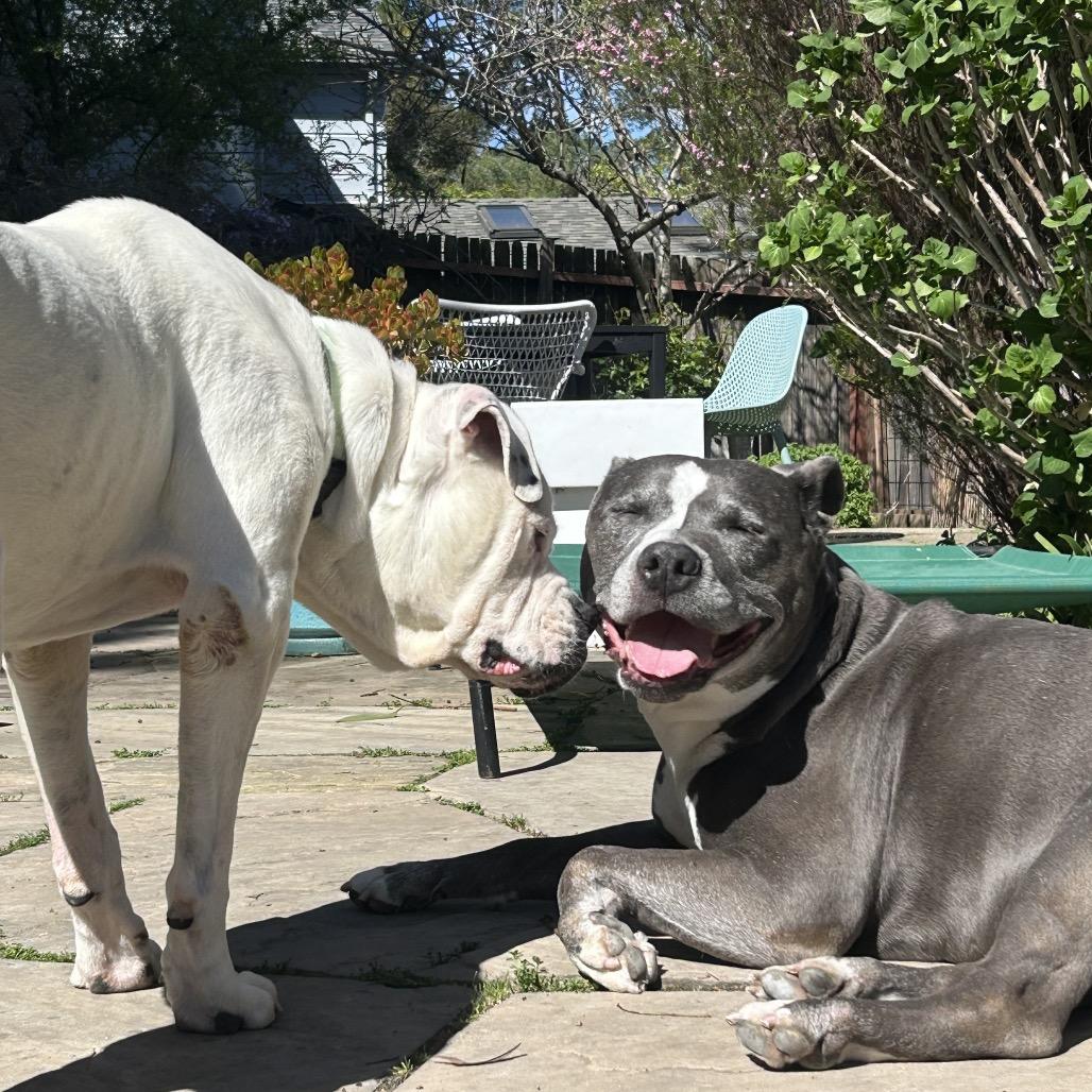 Enlarge Daley Mae, a Adoptable Mixed Breed in San Francisco, CA image 5/6