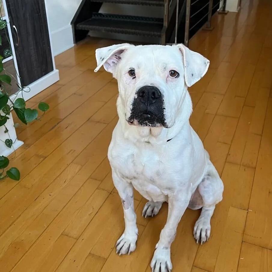 Enlarge Daley Mae, a Adoptable Mixed Breed in San Francisco, CA image 6/6