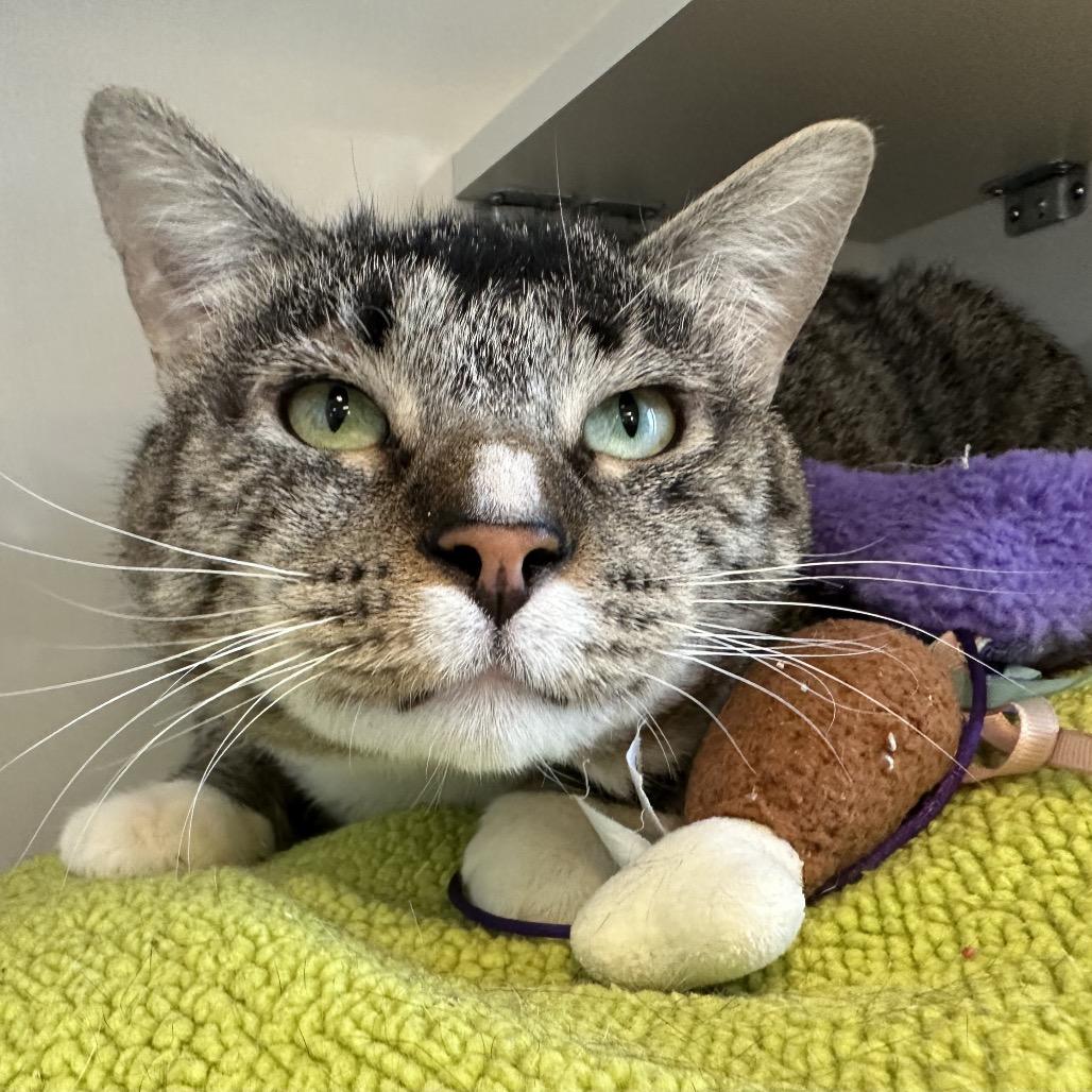 Tinker, Adoptable, Adult Male Domestic Short Hair.