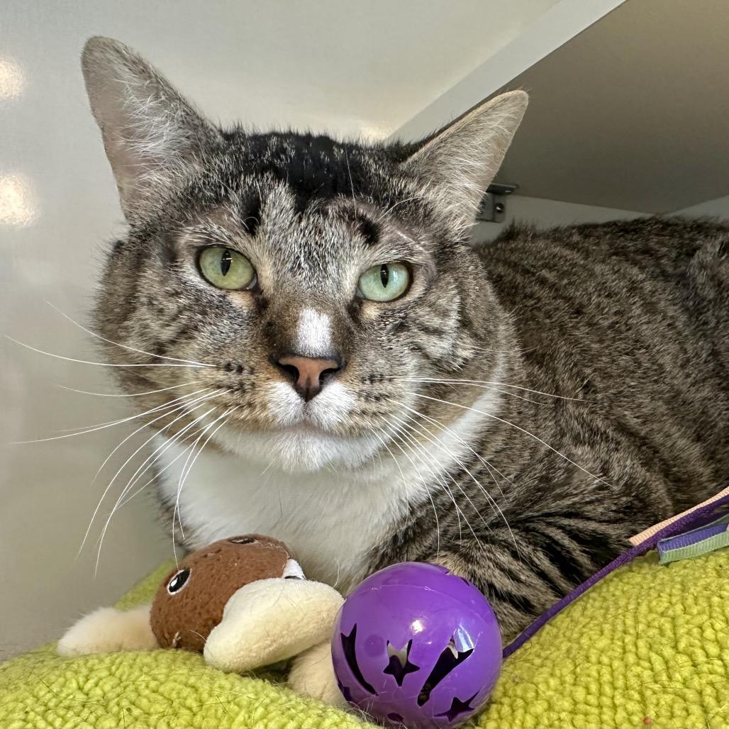 Enlarge Tinker, a Adoptable Domestic Short Hair in Redwood City, CA image 2/6