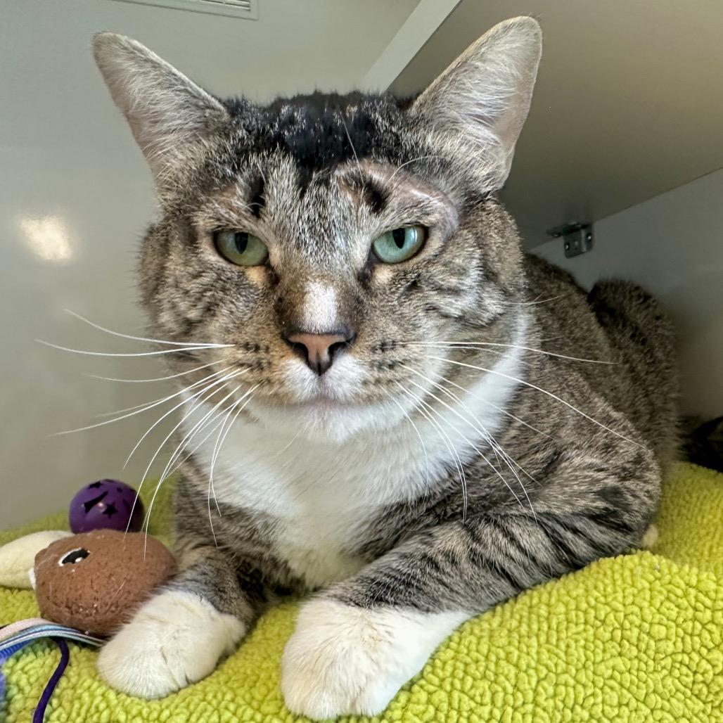Enlarge Tinker, a Adoptable Domestic Short Hair in Redwood City, CA image 3/6