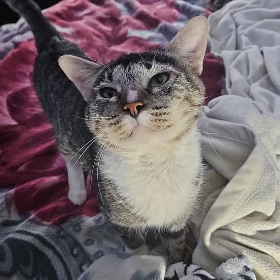 Enlarge Tinker, a Adoptable Domestic Short Hair in Redwood City, CA image 1/3