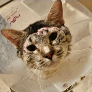 Enlarge Tinker, a Adoptable Domestic Short Hair in Redwood City, CA image 2/3