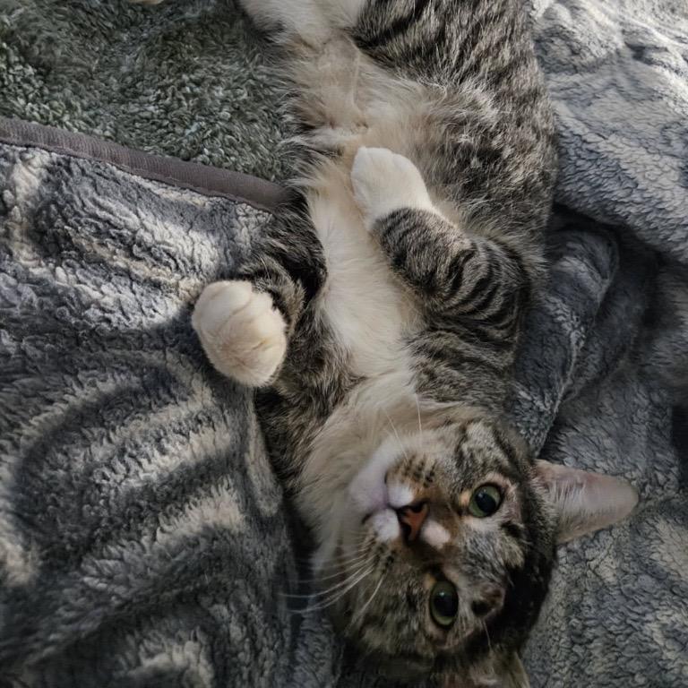 Enlarge Tinker, a Adoptable Domestic Short Hair in Redwood City, CA image 3/3