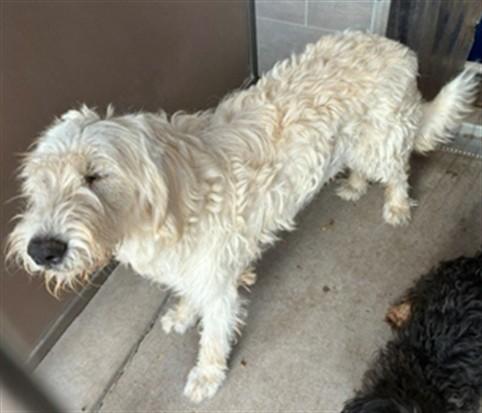 Enlarge JANE, a Adoptable mixed breed in Albuquerque, NM image 1/1