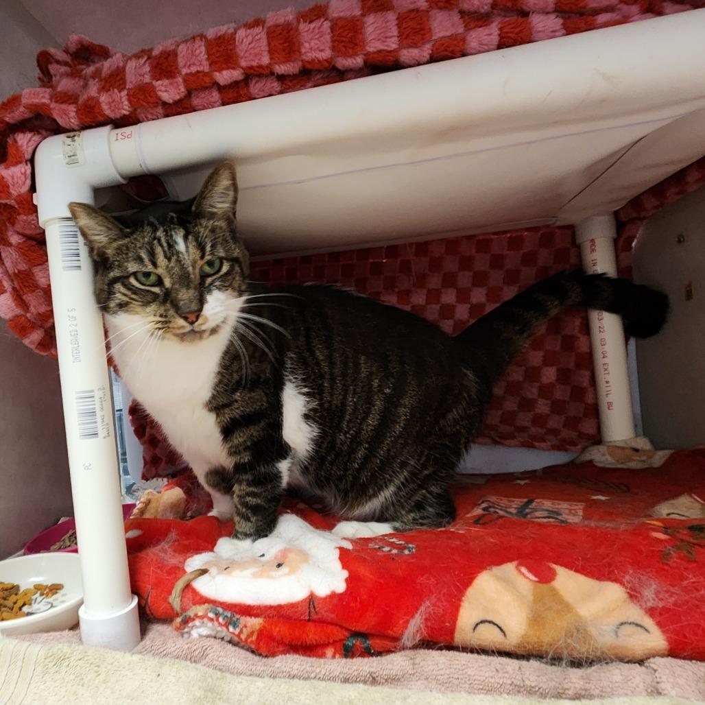 Enlarge Missy Elliott, a Adoptable Domestic Short Hair in Grand Rapids, MI image 1/6