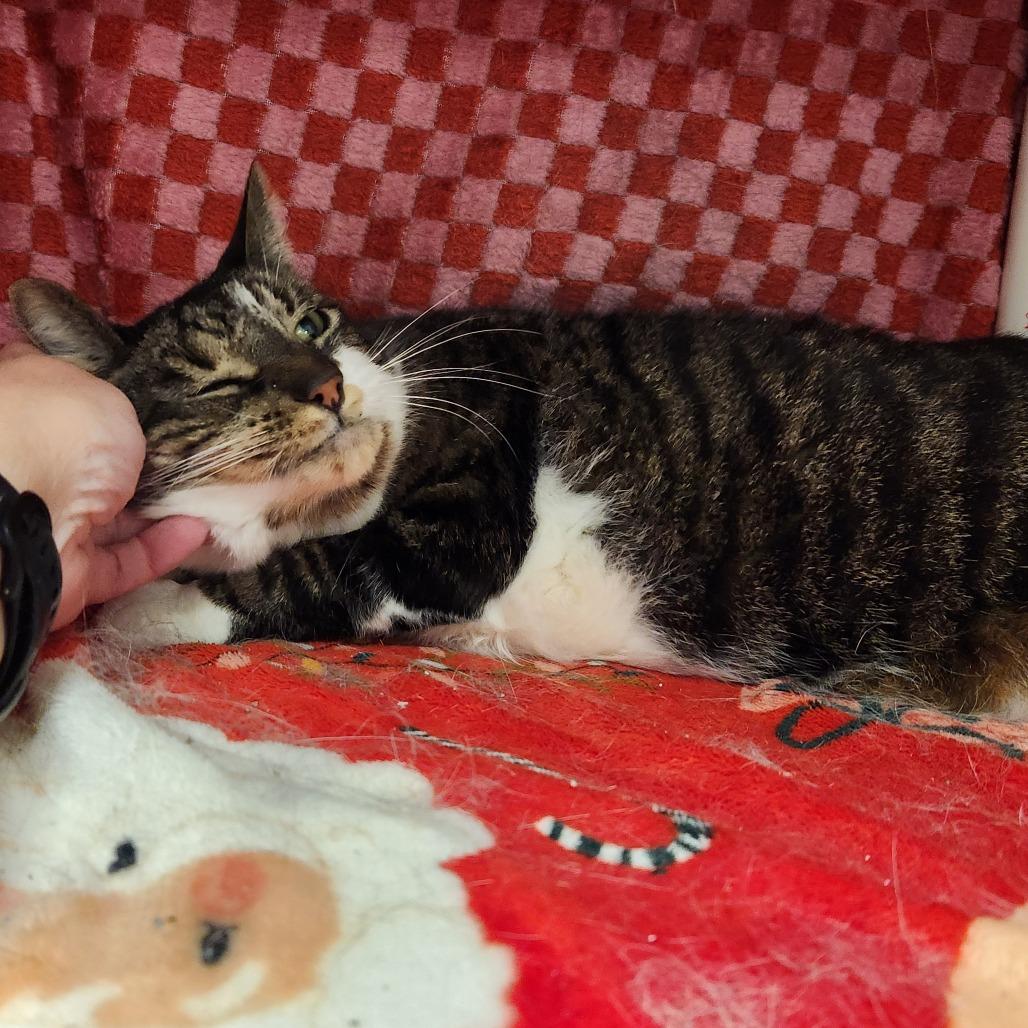 Enlarge Missy Elliott, a Adoptable Domestic Short Hair in Grand Rapids, MI image 2/6