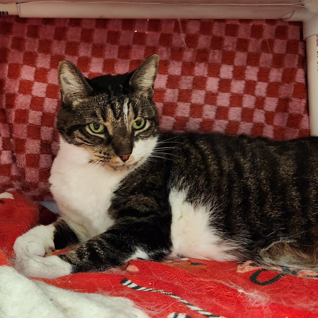 Enlarge Missy Elliott, a Adoptable Domestic Short Hair in Grand Rapids, MI image 3/6
