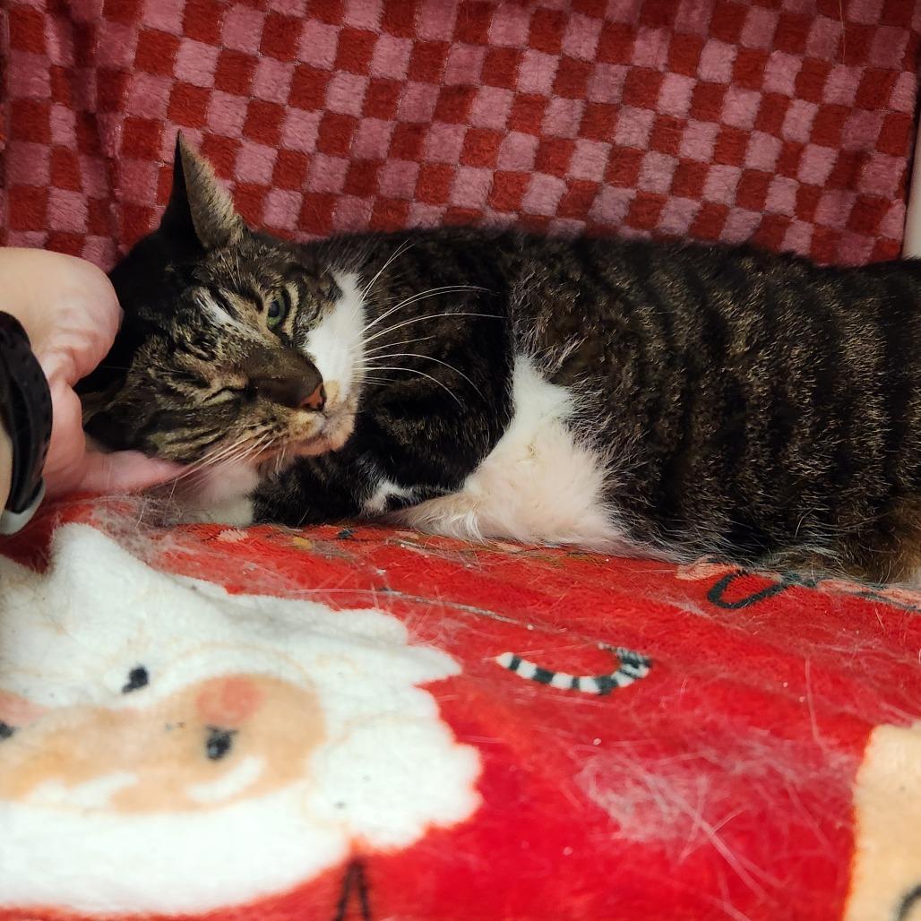 Enlarge Missy Elliott, a Adoptable Domestic Short Hair in Grand Rapids, MI image 4/6