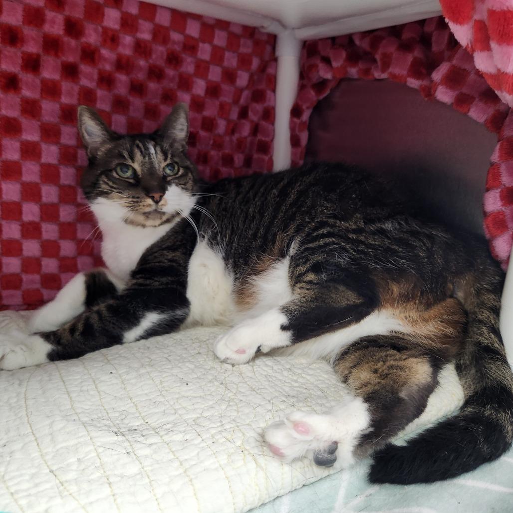 Enlarge Missy Elliott, a Adoptable Domestic Short Hair in Grand Rapids, MI image 5/6