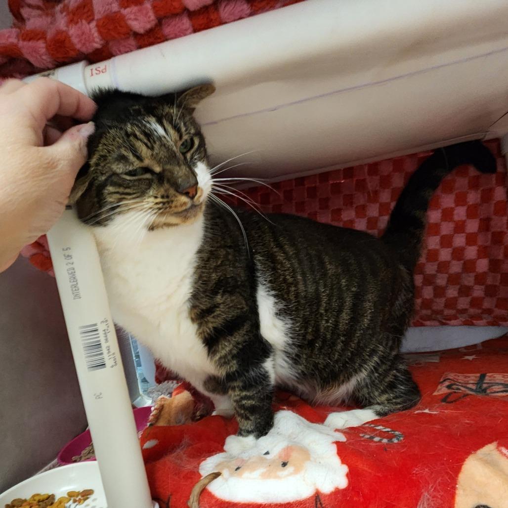 Enlarge Missy Elliott, a Adoptable Domestic Short Hair in Grand Rapids, MI image 6/6
