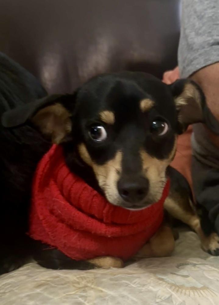 Timmy, Adoptable, Puppy Male Chihuahua & Miniature Pinscher.