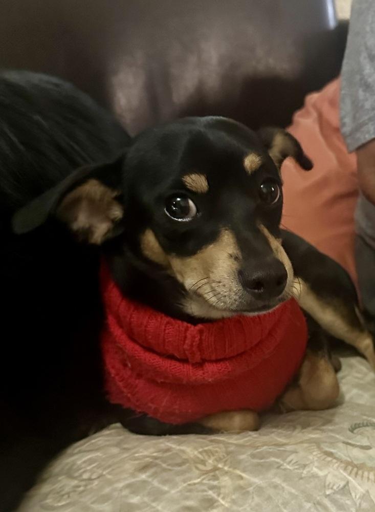 Enlarge Timmy, a Adoptable mixed breed in Escondido, CA image 2/3