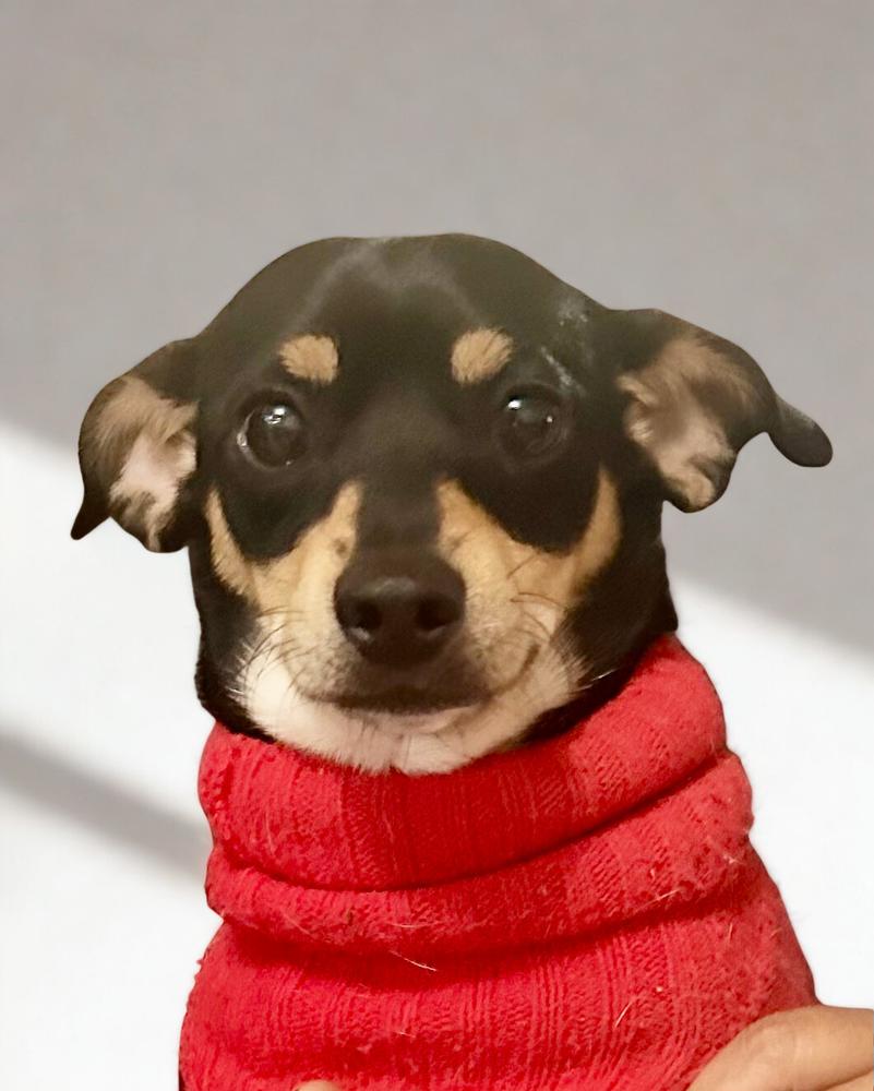 Enlarge Timmy, a Adoptable mixed breed in Escondido, CA image 3/3