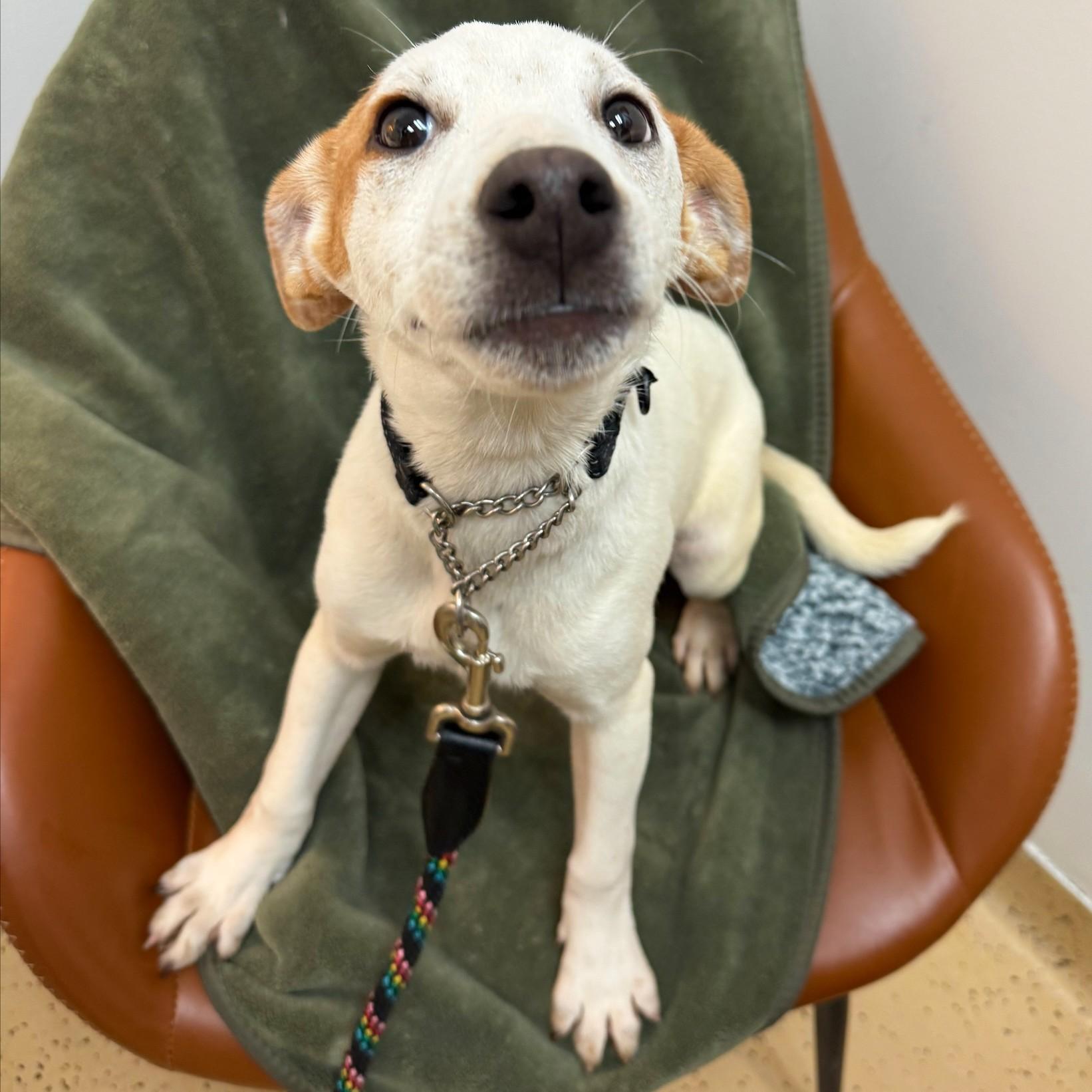 Wishbone, Adopted, Puppy Male Mixed Breed.