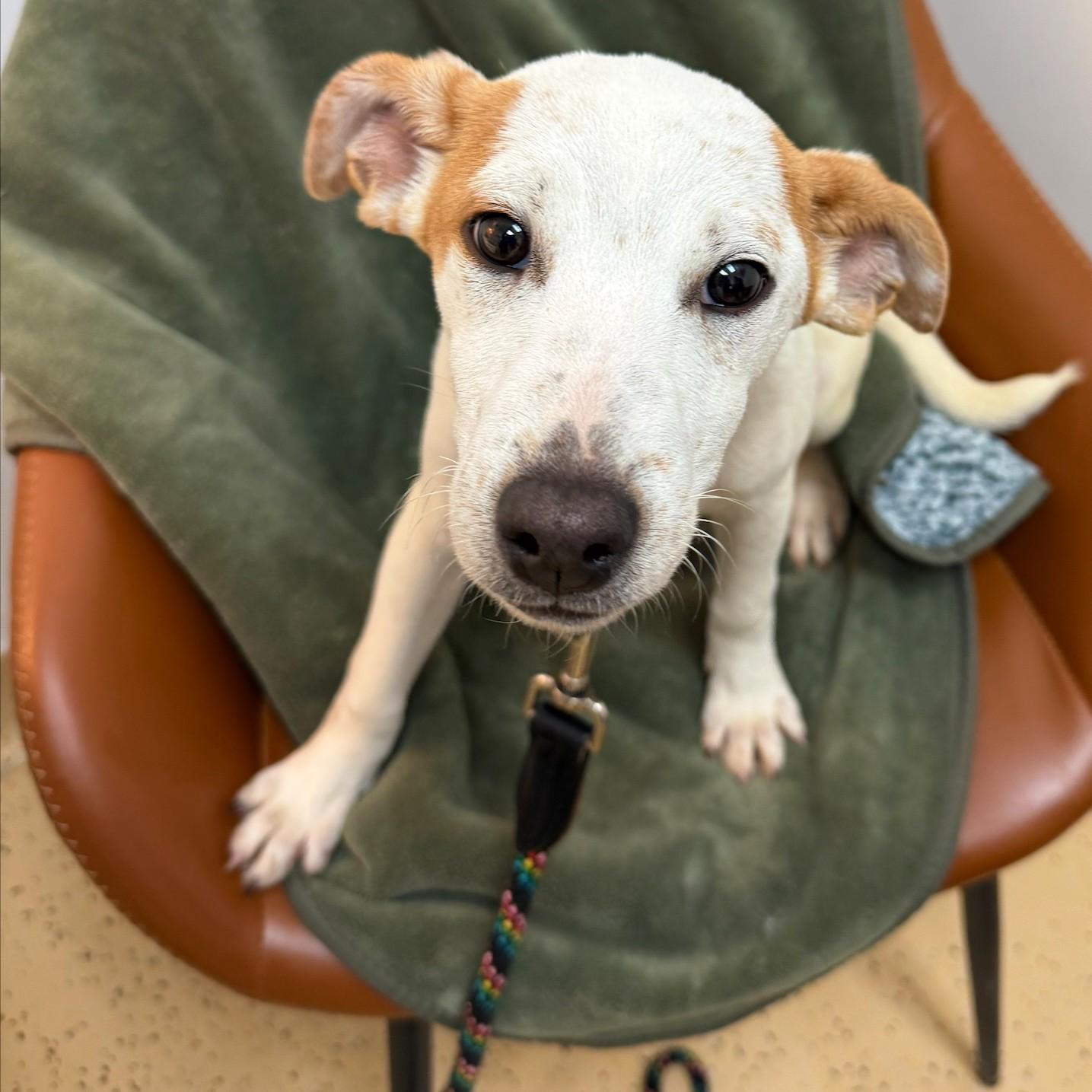 Wishbone, a Adopted Mixed Breed in Collingwood, ON image 2/2
