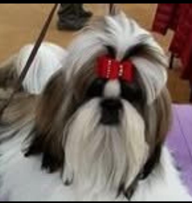 Coolie, ADOPTABLE, Adult Male Shih Tzu.