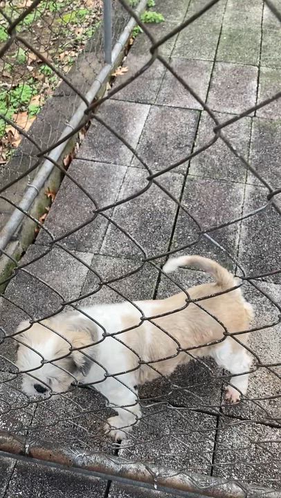 Enlarge Coolie, a ADOPTABLE Shih Tzu in Franklin, TN video 2/3