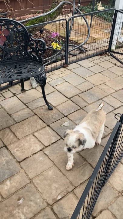 Enlarge Coolie, a ADOPTABLE Shih Tzu in Franklin, TN video 3/3