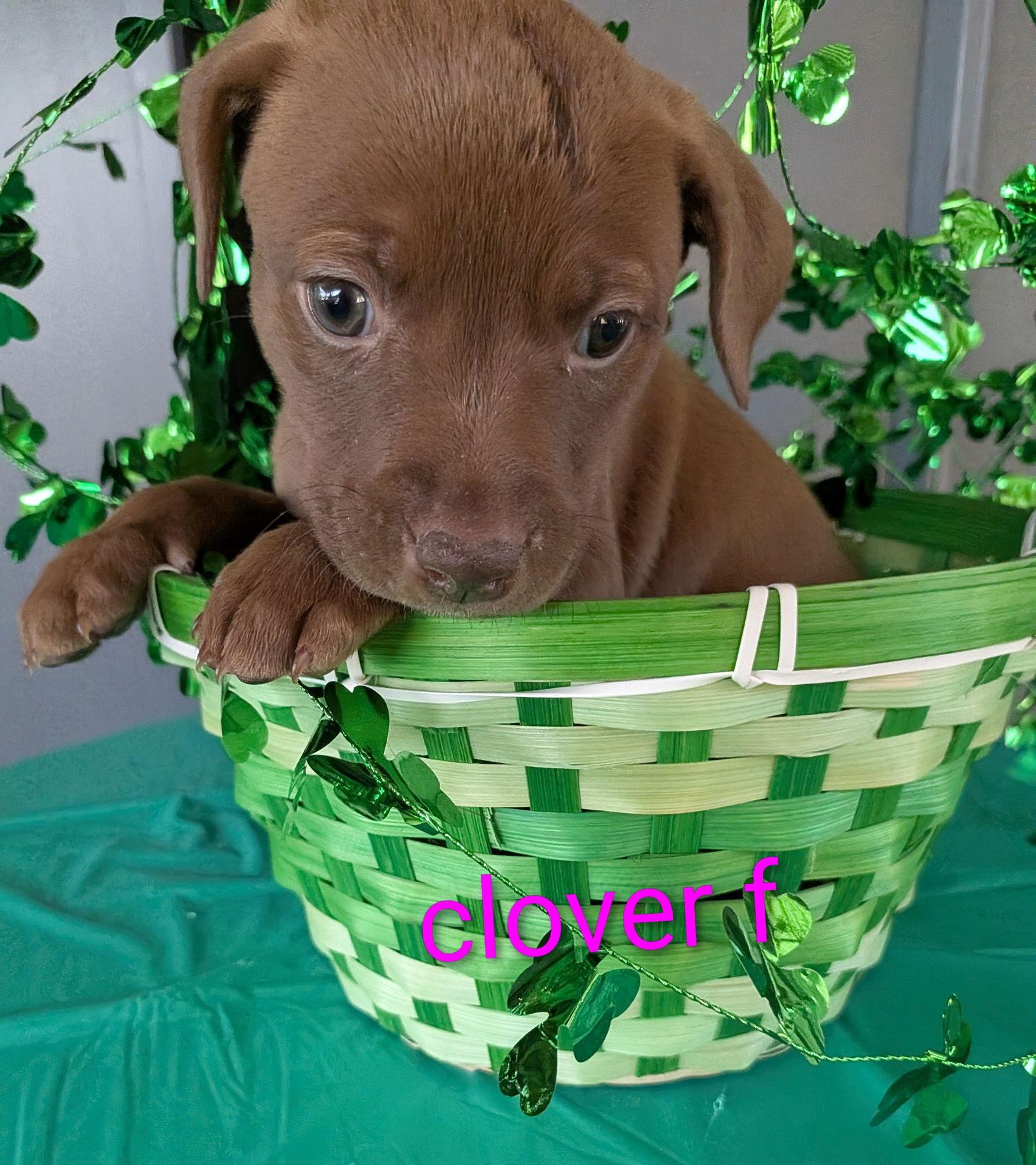 Enlarge Clover, a Adoptable mixed breed in Charlotte, NC image 1/1