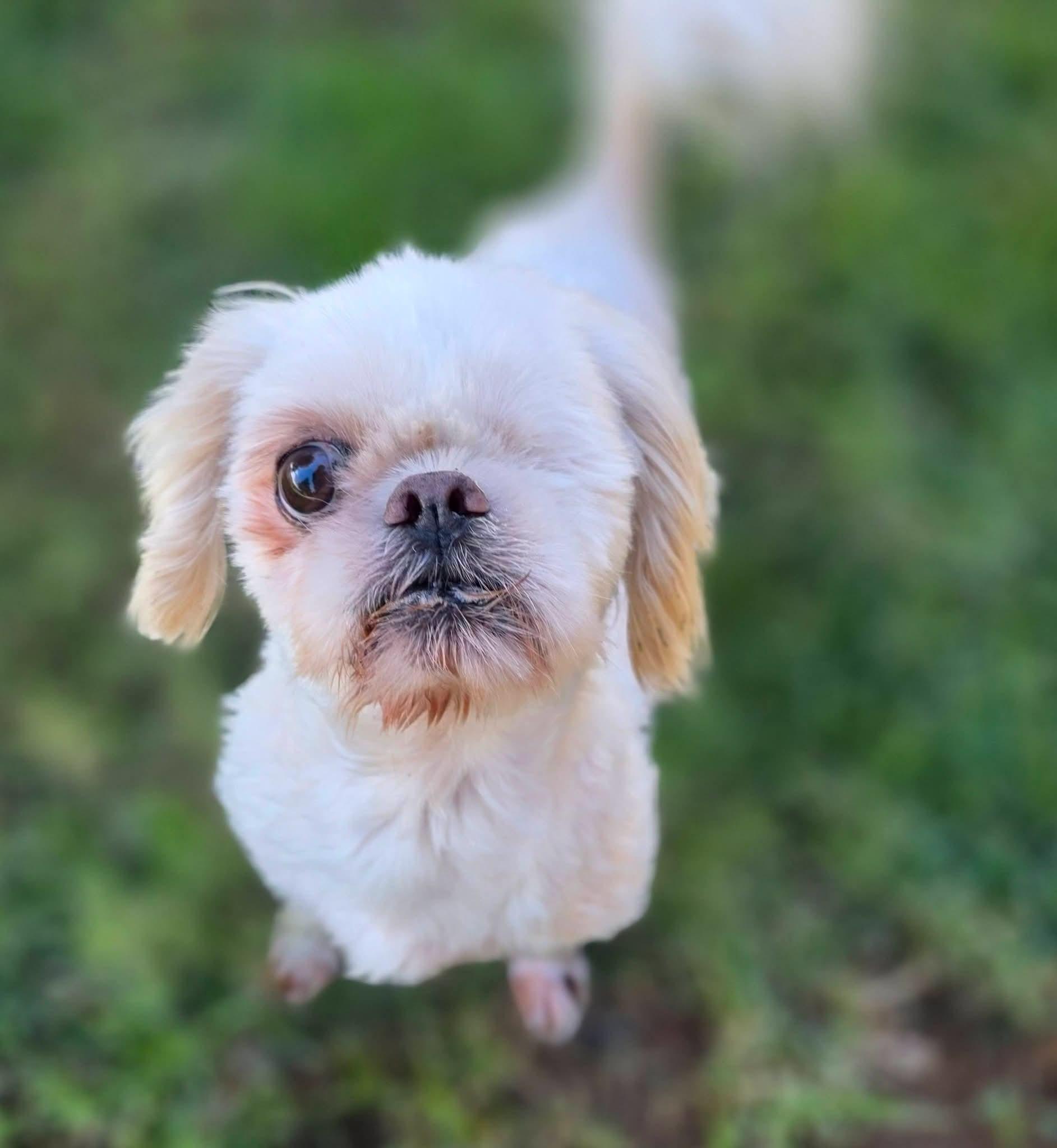 Enlarge Jetpuff, a Adoptable Shih Tzu in Clovis, CA image 2/2