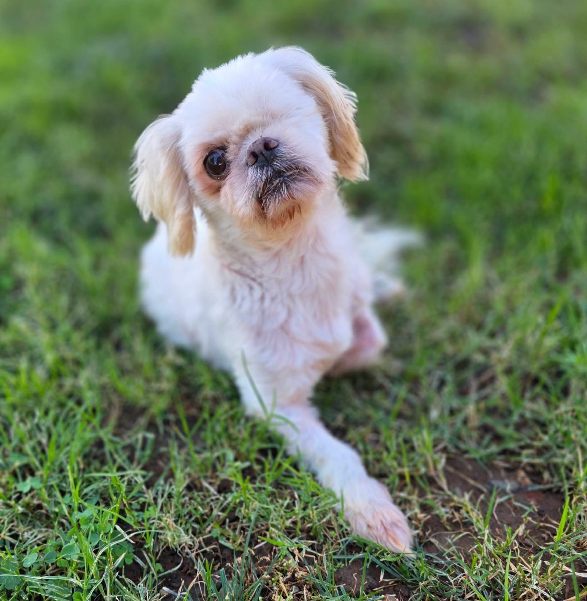Jetpuff, Adoptable, Adult Male Shih Tzu.