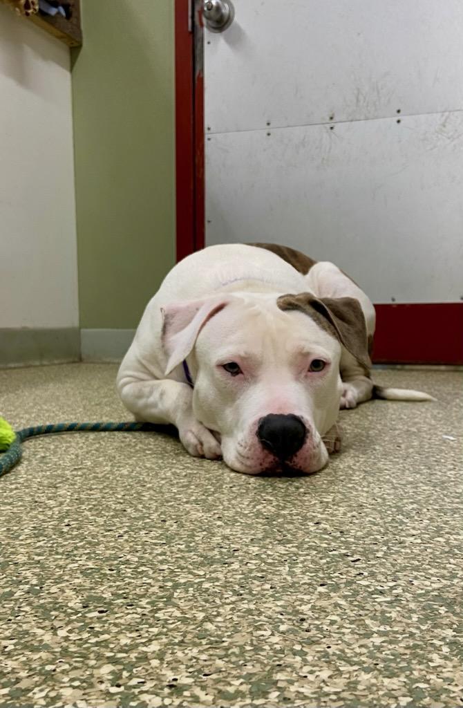 Pebbles, a Adoptable Pit Bull Terrier image 2/4