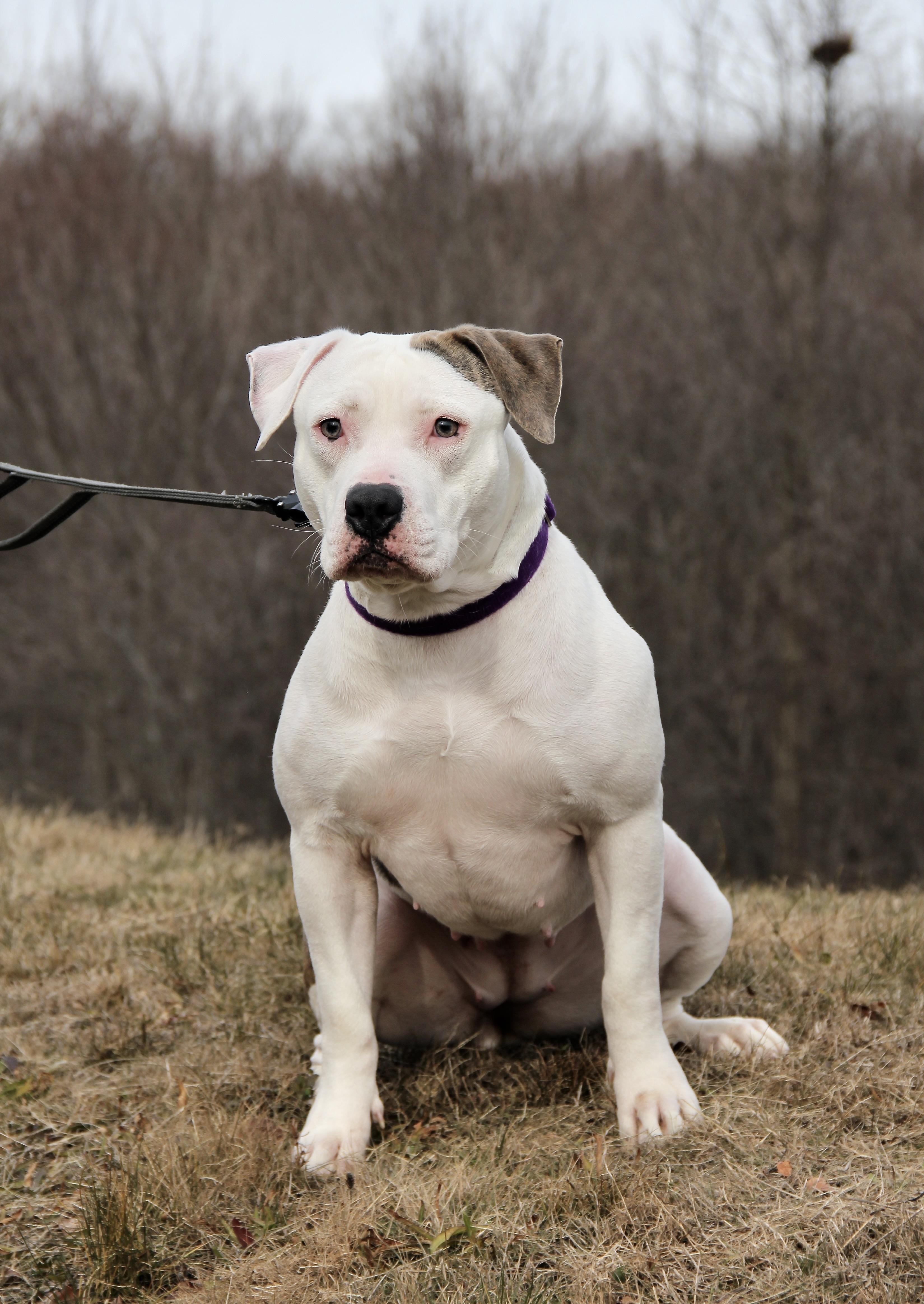 Enlarge Pebbles, a Adoptable Pit Bull Terrier in Warwick, RI image 3/5