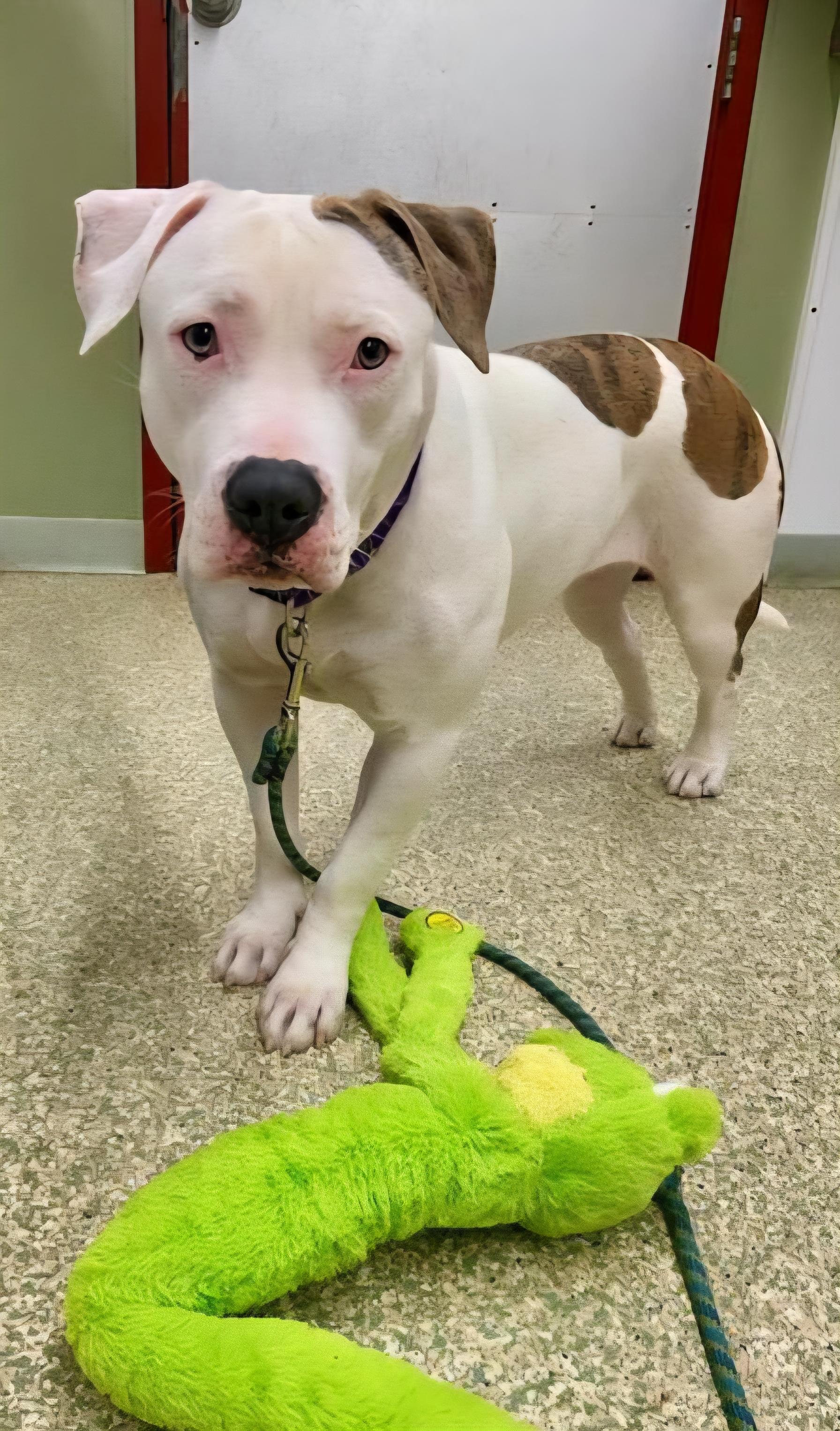 Pebbles, a Adoptable Pit Bull Terrier image 3/4