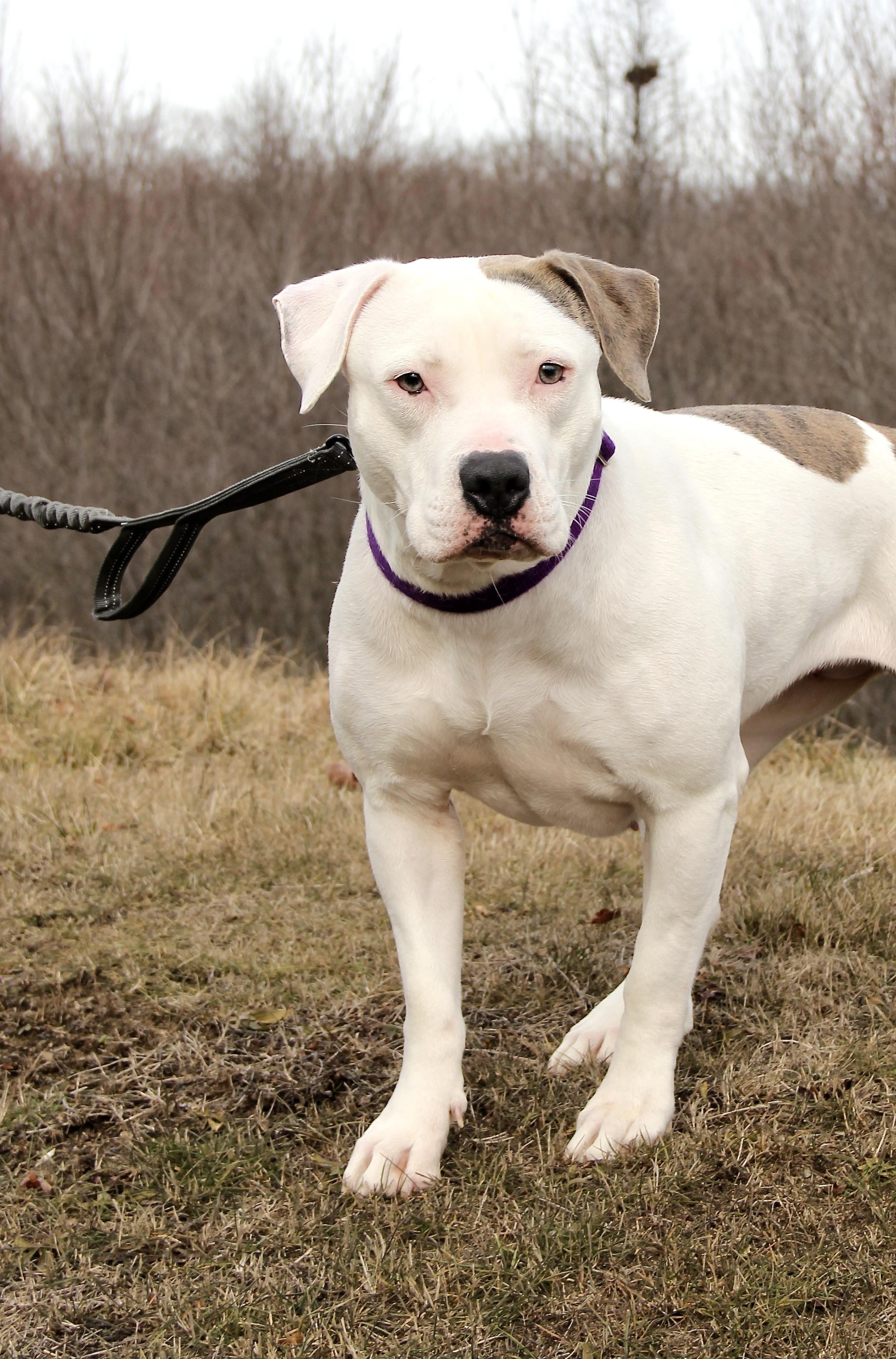 Enlarge Pebbles, a Adoptable Pit Bull Terrier in Warwick, RI image 2/5