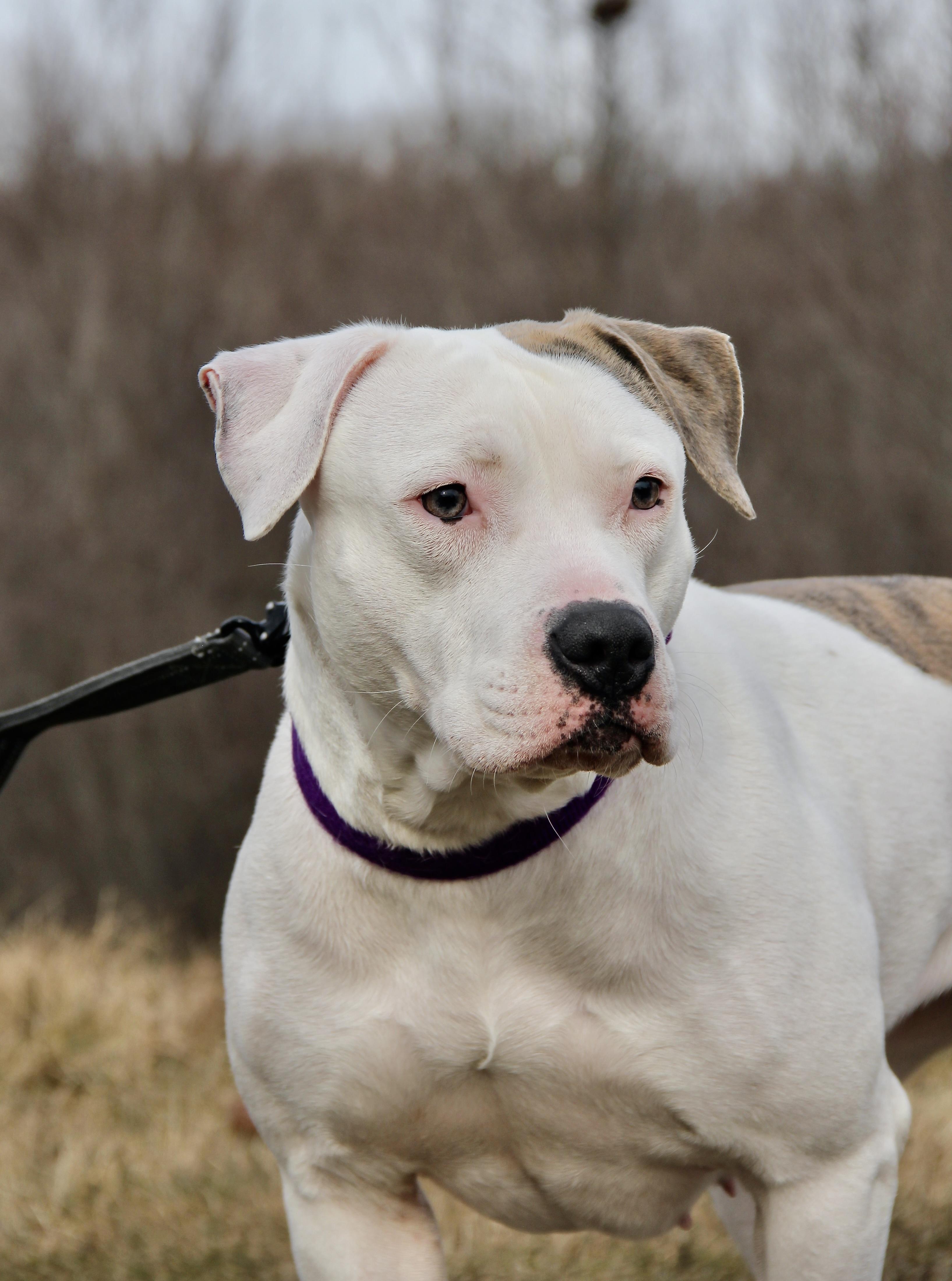 Pebbles, Adoptable, Young Female Pit Bull Terrier.