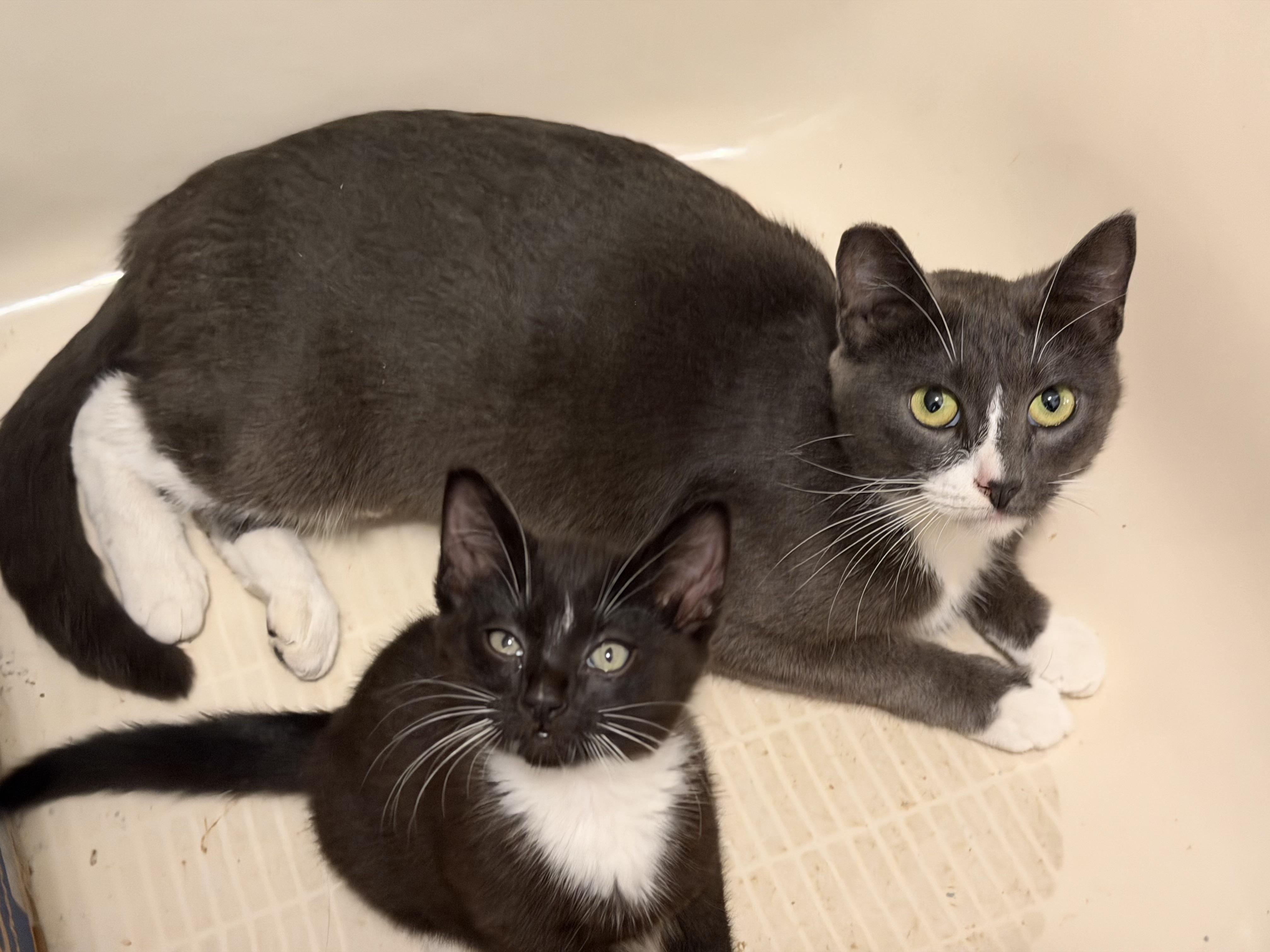 Coco (with Melon)  , ADOPTABLE, Adult Female American Shorthair.