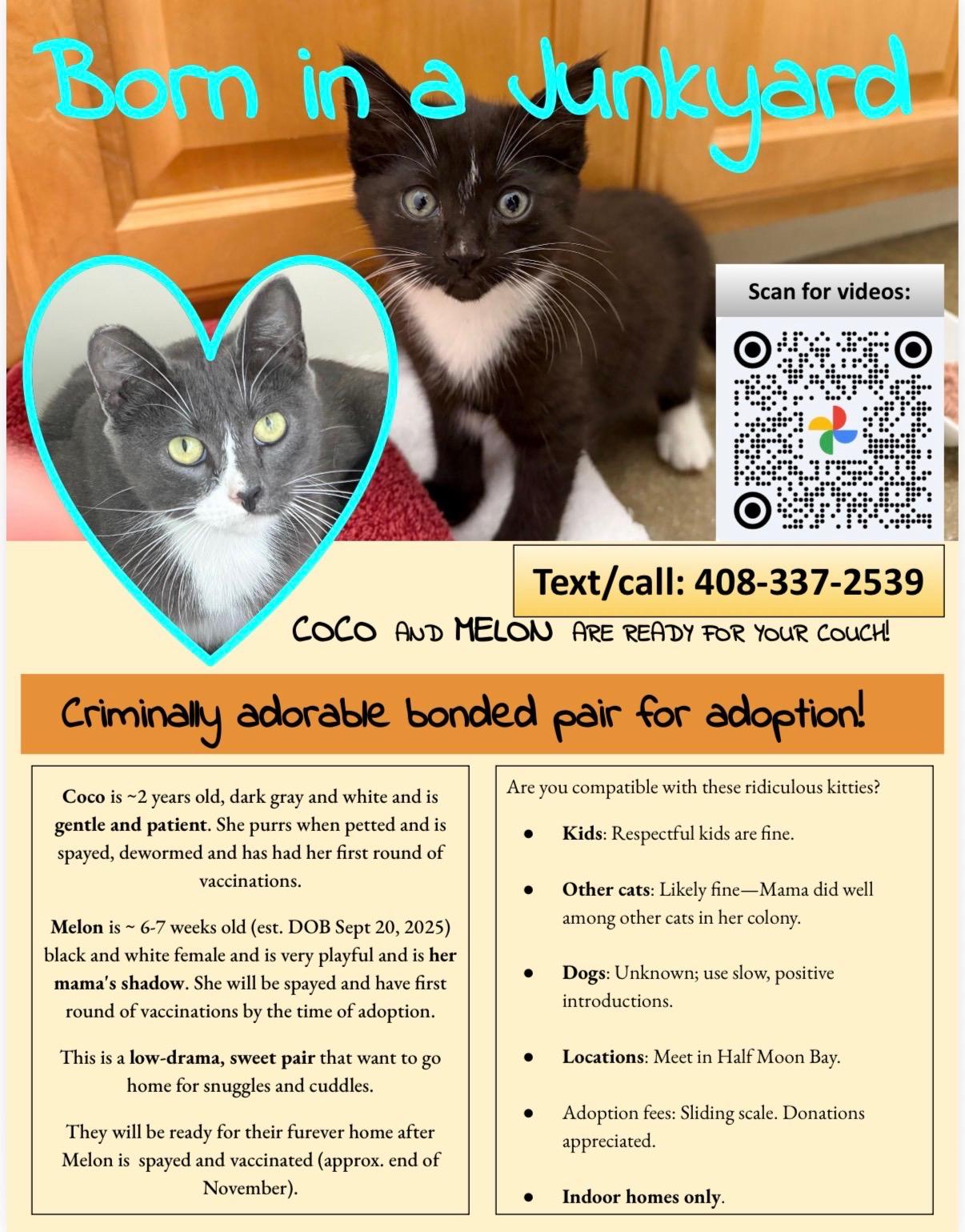 Enlarge Coco (with Melon)  , a ADOPTABLE American Shorthair in Half Moon Bay, CA image 2/2