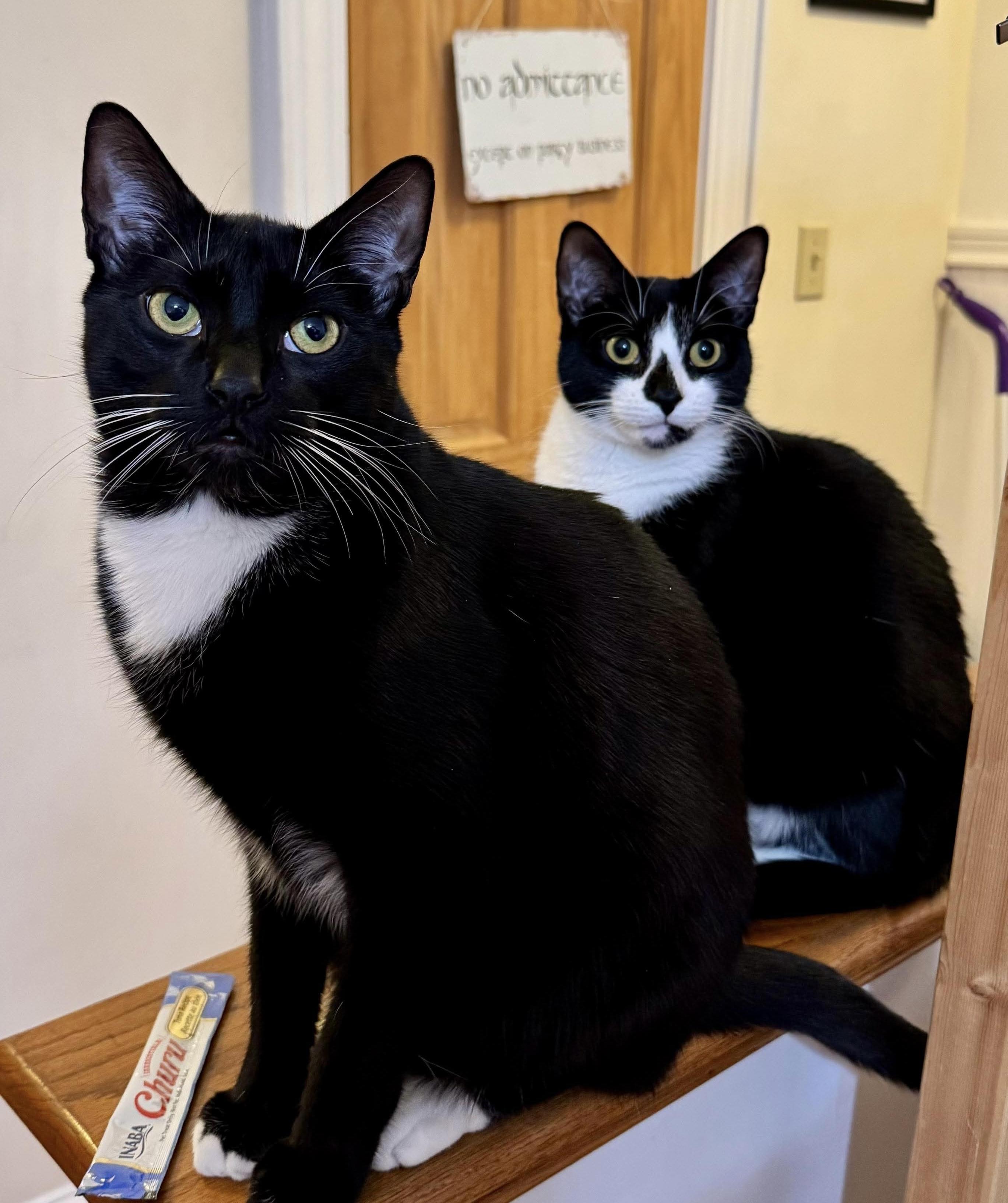 Enlarge Noah - playful & sweet!, a Adoptable Domestic Short Hair in New York, NY image 2/6