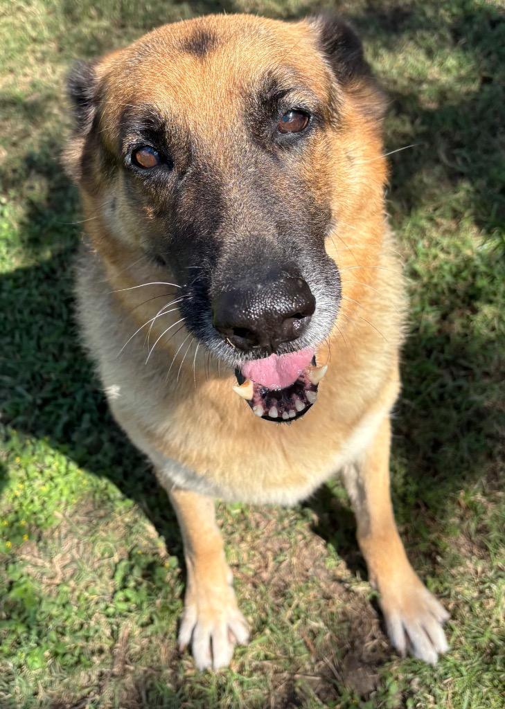 Libby, Adoptable, Adult Female Mixed Breed.