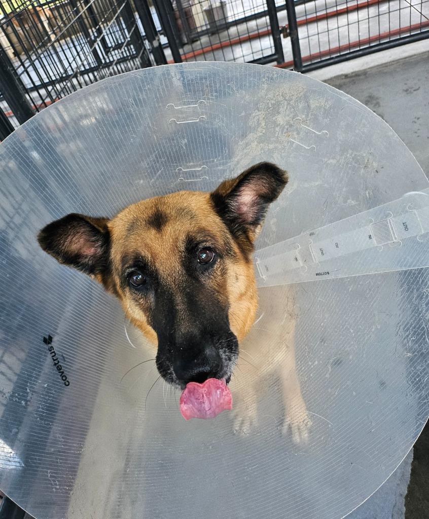 Enlarge Libby, a Adoptable Mixed Breed in Ocala, FL image 2/3