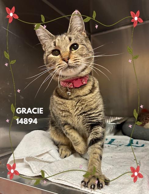 Enlarge GRACIE, a Adoptable mixed breed in Marietta, GA image 1/3