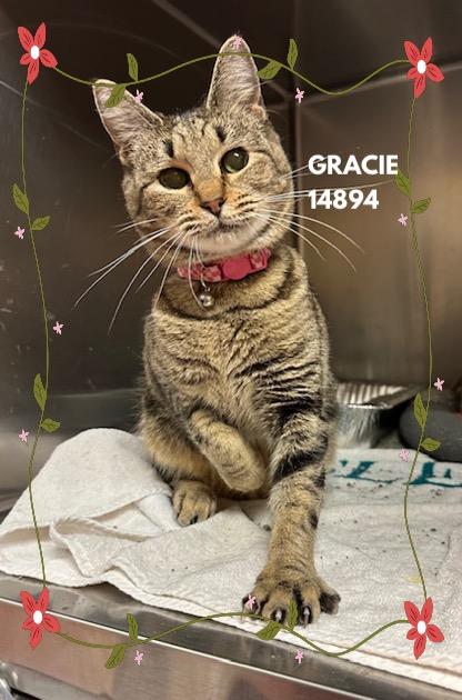 Enlarge GRACIE, a Adoptable mixed breed in Marietta, GA image 2/3