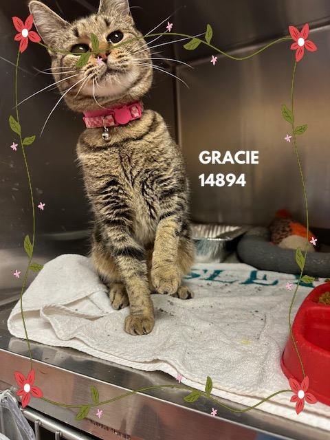 Enlarge GRACIE, a Adoptable mixed breed in Marietta, GA image 3/3