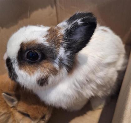 Enlarge Jasmine, a Adoptable mixed breed in Montreal, QC image 1/3