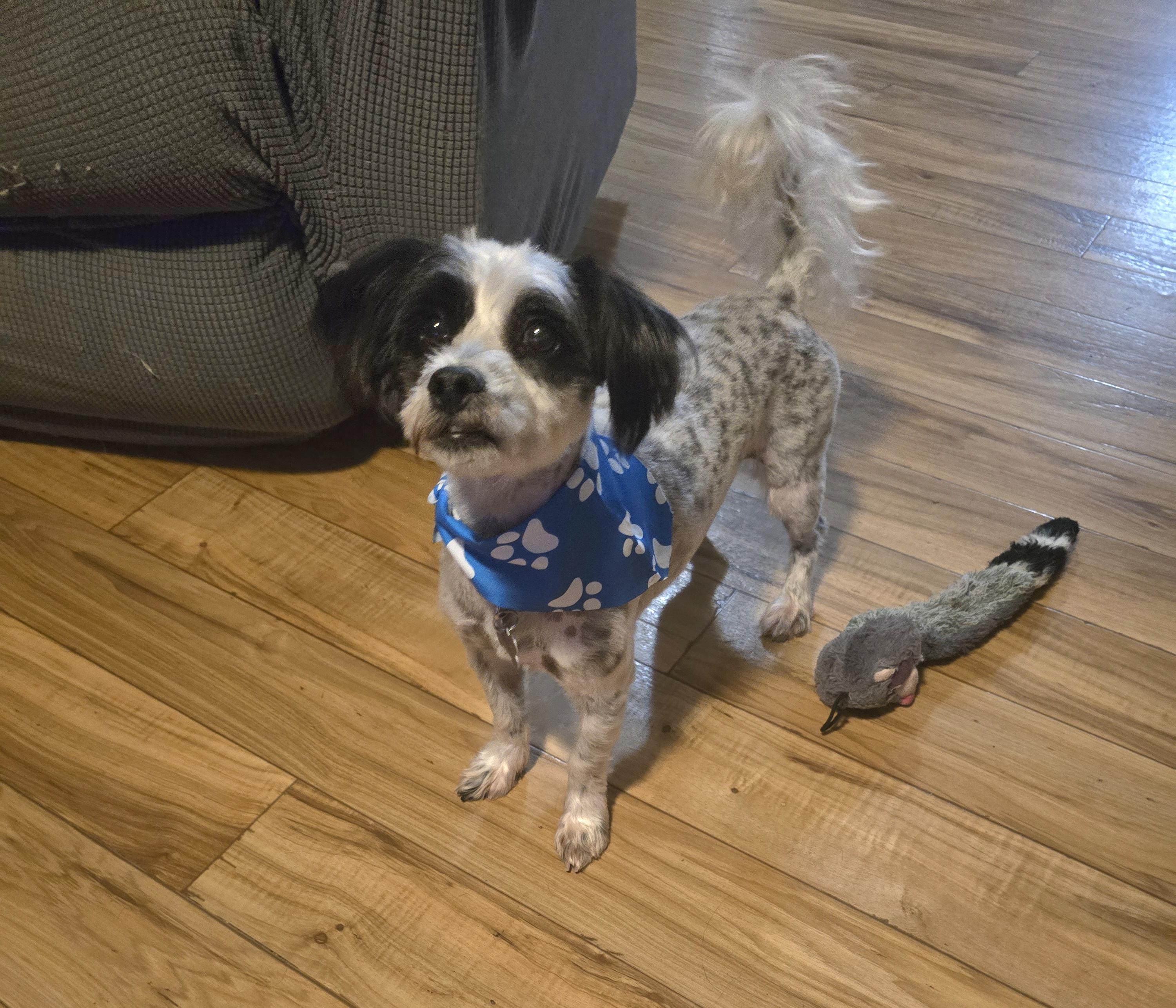Enlarge Black Jack, a ADOPTABLE mixed breed in Jamestown, ND image 2/6