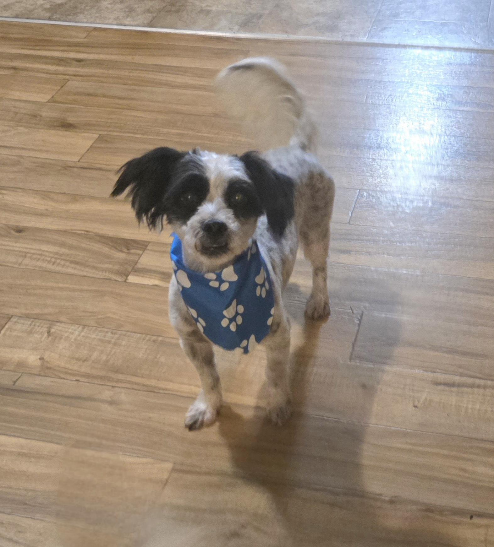 Enlarge Black Jack, a ADOPTABLE mixed breed in Jamestown, ND image 4/6