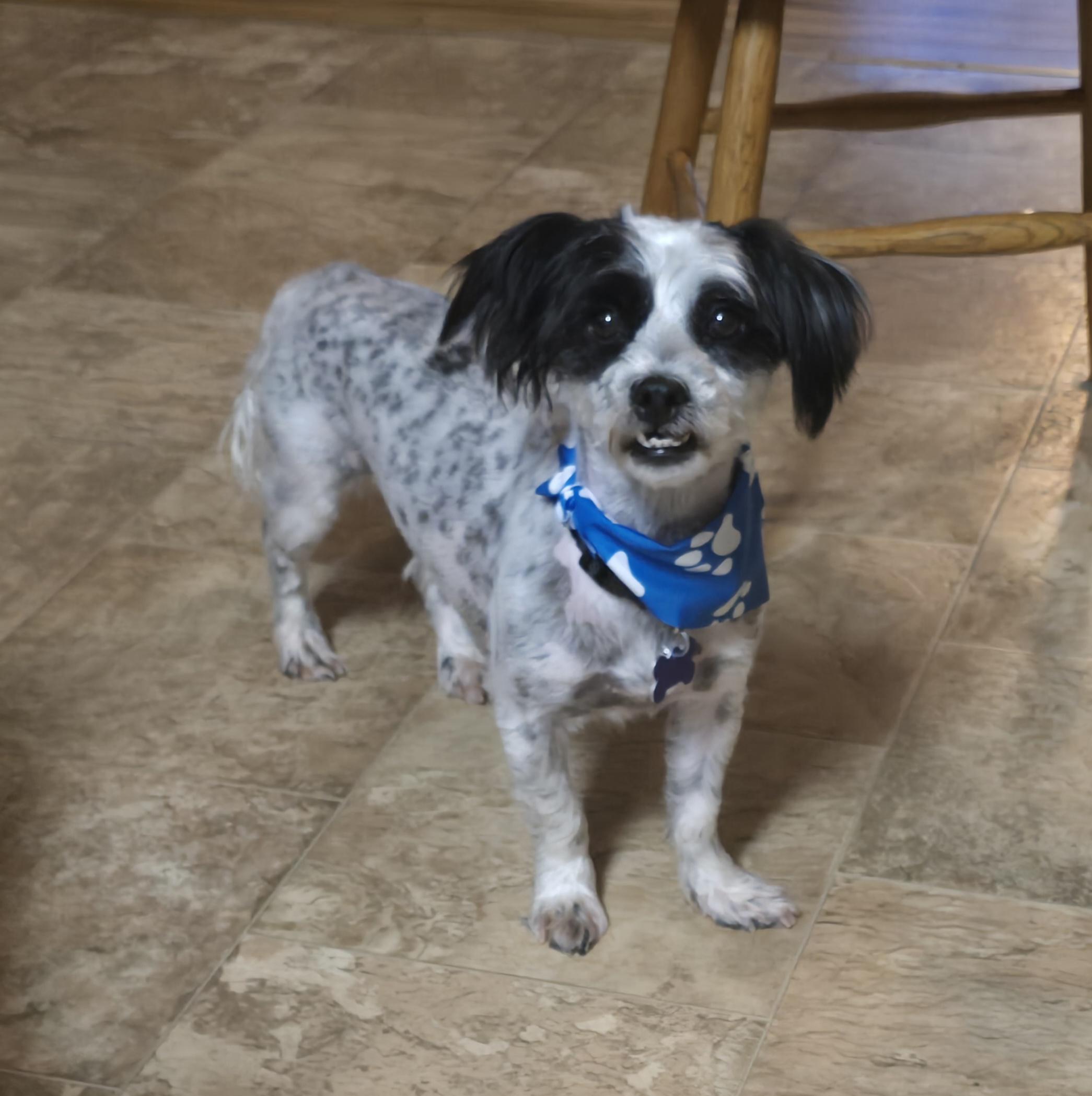 Black Jack, ADOPTABLE, Adult Male Shih Tzu & Poodle.